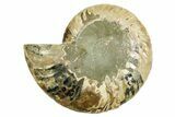 Cut & Polished Ammonite Fossil (Half) - Madagascar #369608-1